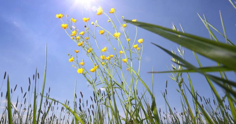 Alles, was Sie zur Sommersonnenwende wissen müssen